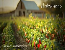 Habanero